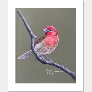 House Finch Posters and Art